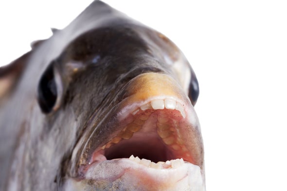 Why do fish have teeth in the back of their mouths?