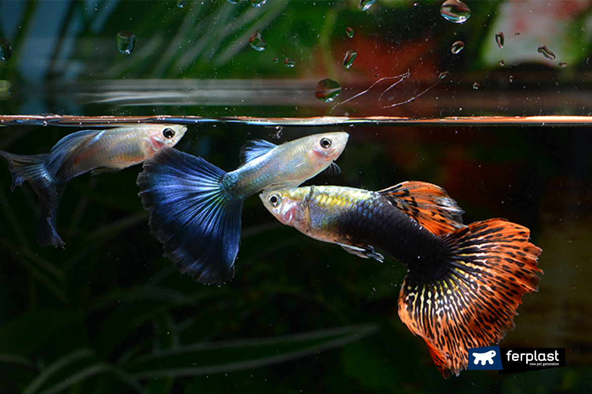 Why do fish peck at each other?