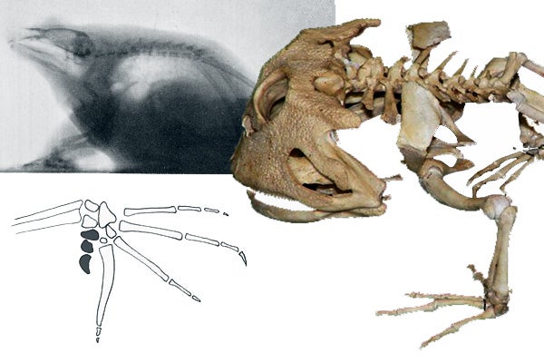 Why do frogs have a reduced skeleton?