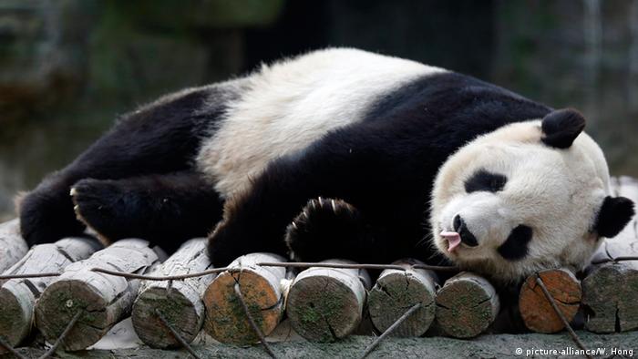 Why do giant pandas die?