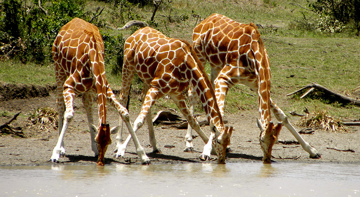 Why do giraffes bend to drink water?