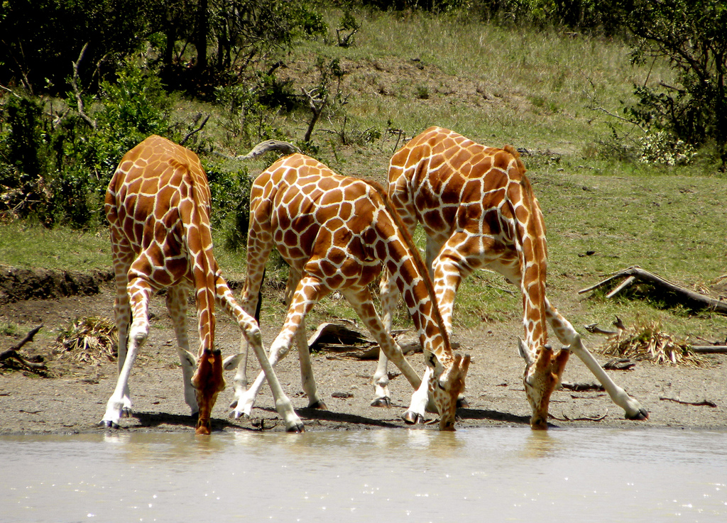 Why do giraffes drink water with their heads down?