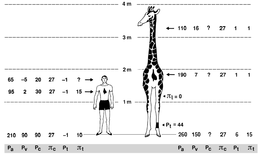 Why do giraffes have higher blood pressure than humans?