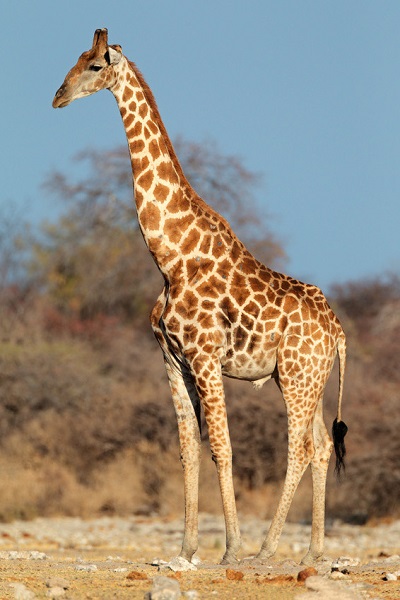 Why do giraffes have long legs?