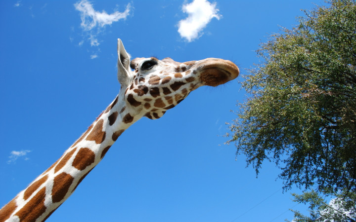 Why do giraffes have long necks because?