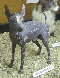 Why do hairless dogs exist?