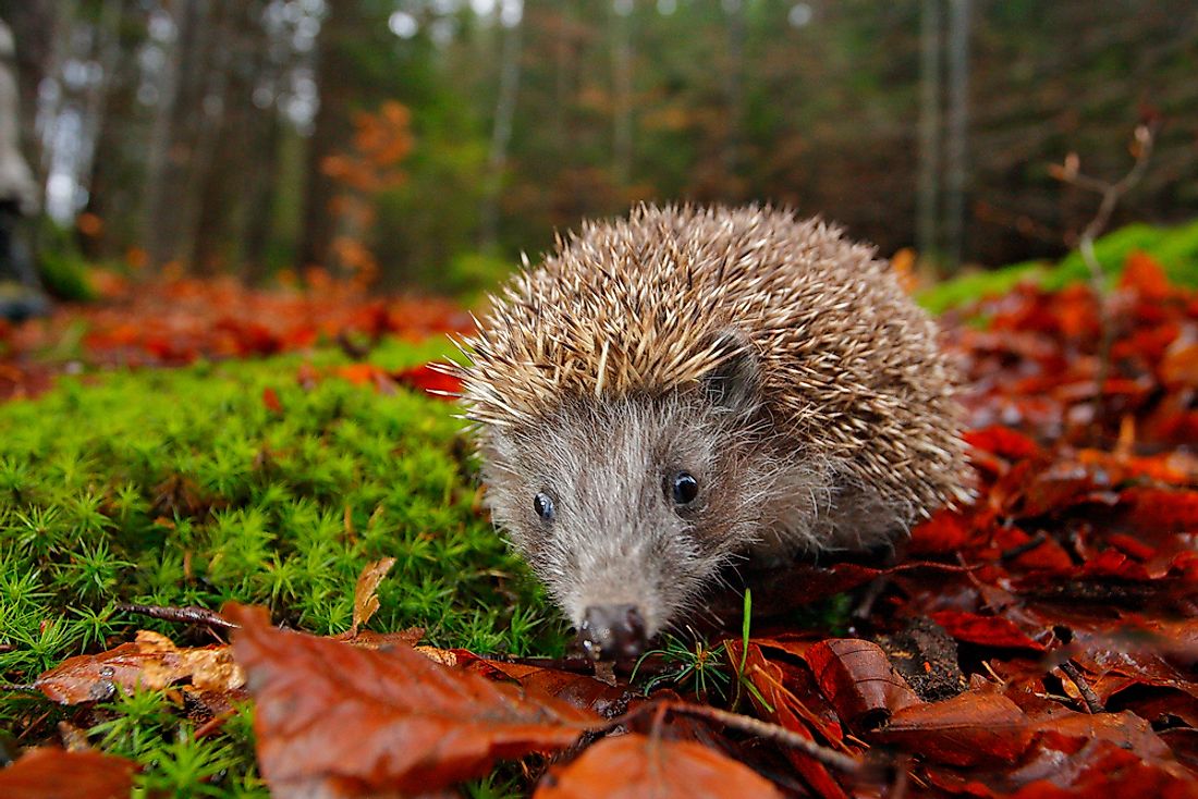 Why do hedgehogs live in the wild?
