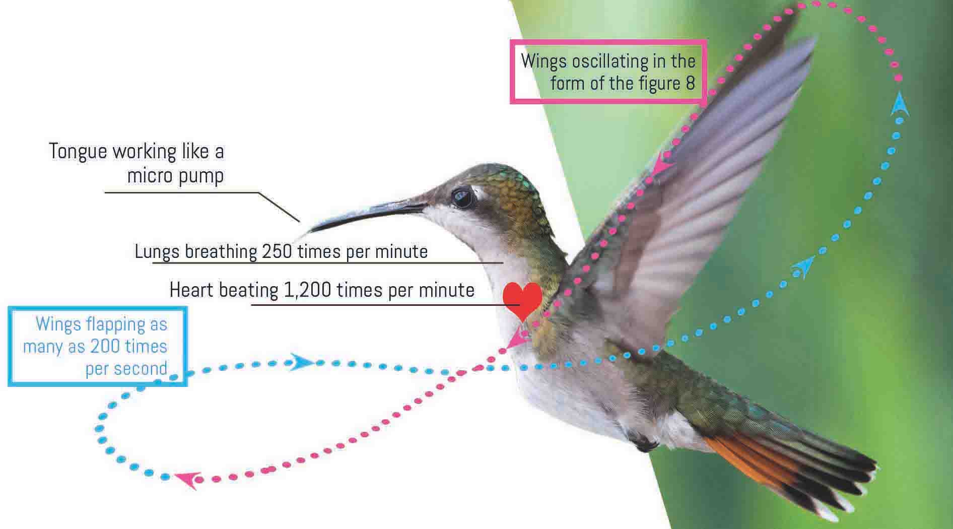 Why do hummingbirds flap their wings so much?