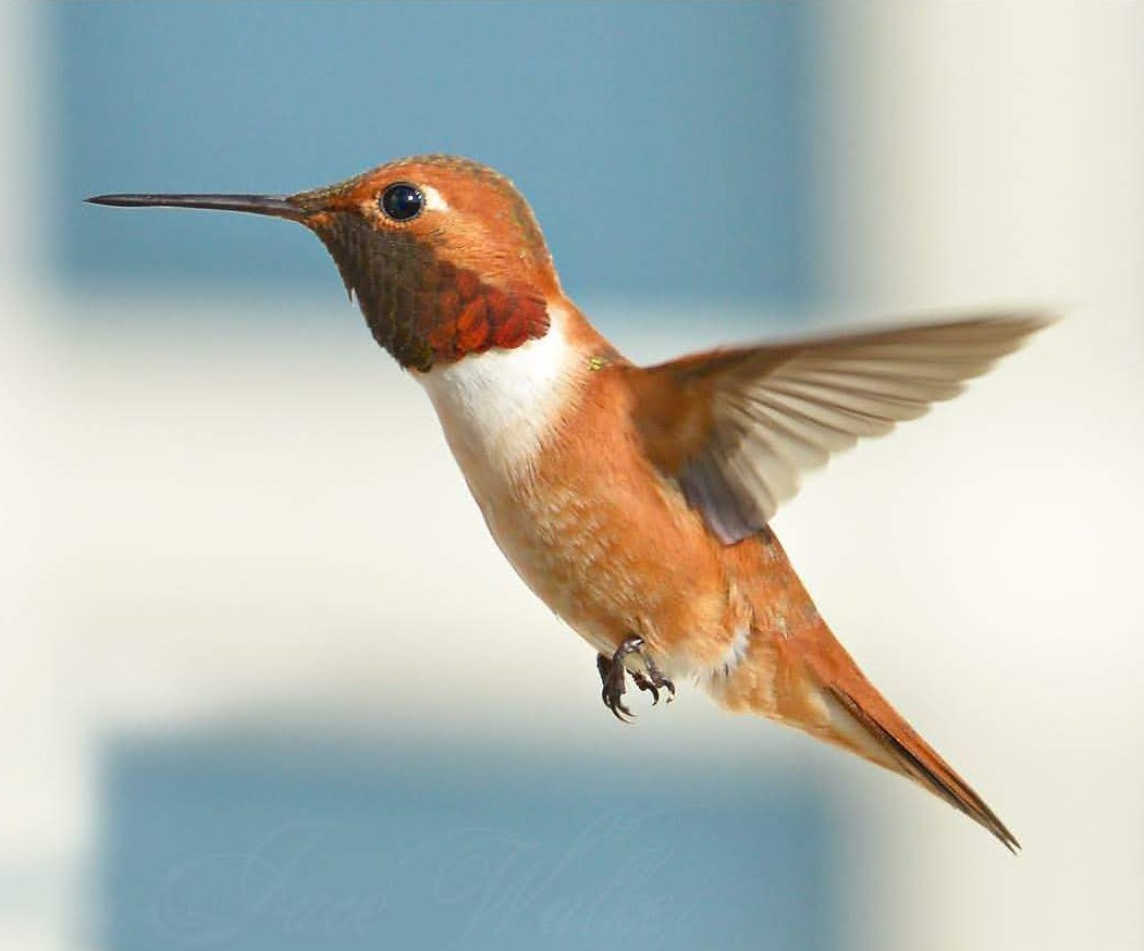 Why do hummingbirds fly so close to me?