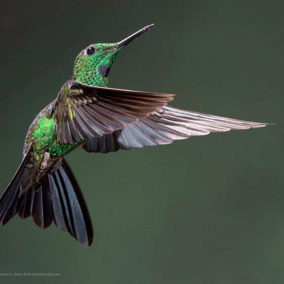 Why do hummingbirds fly so fast?