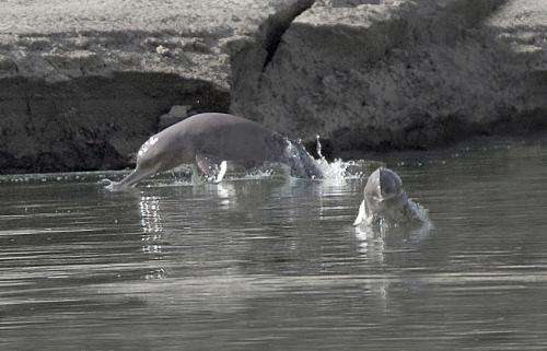 Why do Indus River dolphins matter?