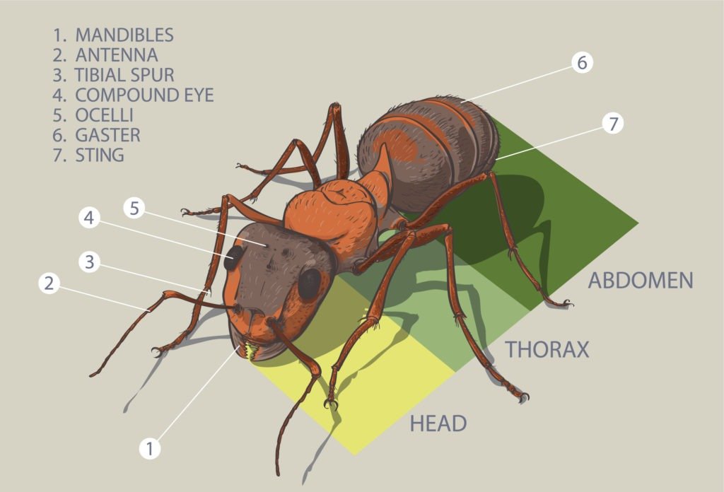 Why do insects have 6 legs?