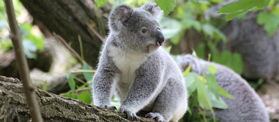 Why do koalas have similar fingerprints as humans?