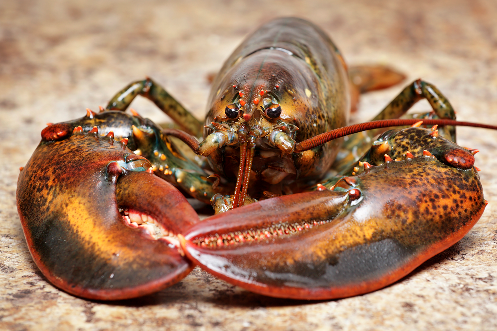 Why do lobsters live longer than vertebrates?