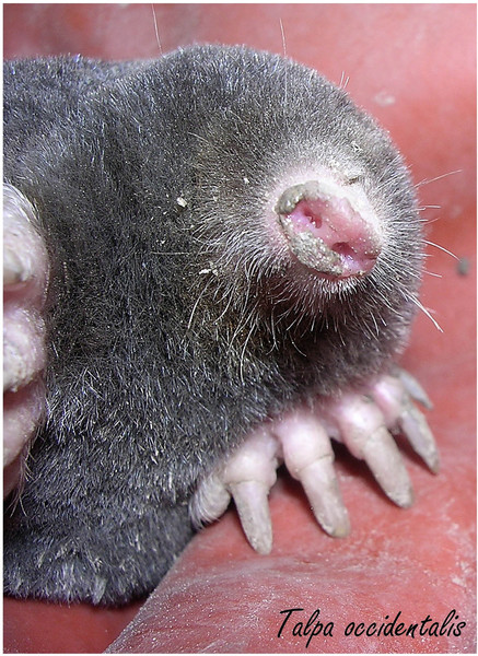 Why do moles have no eyes?