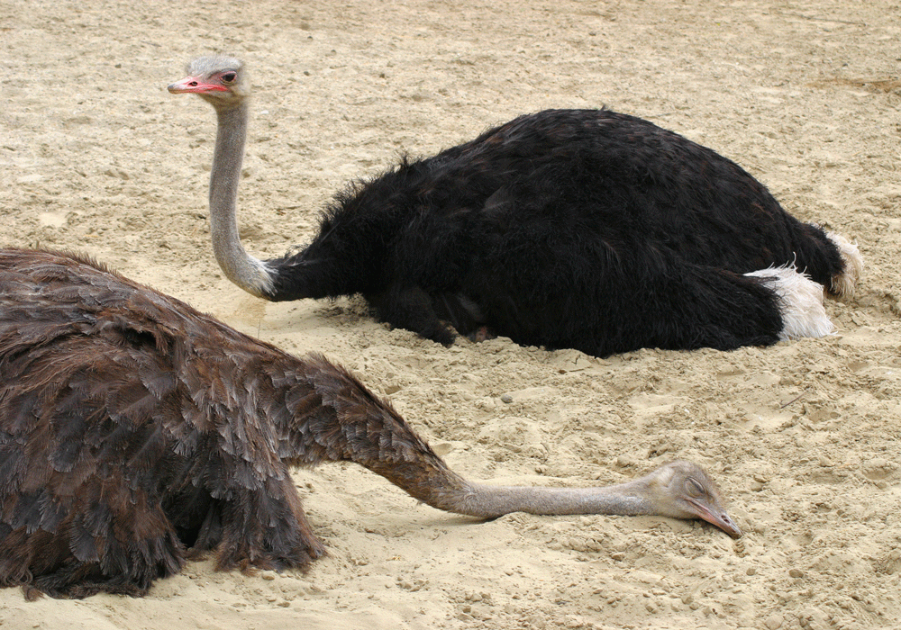 Why do ostriches lie down?