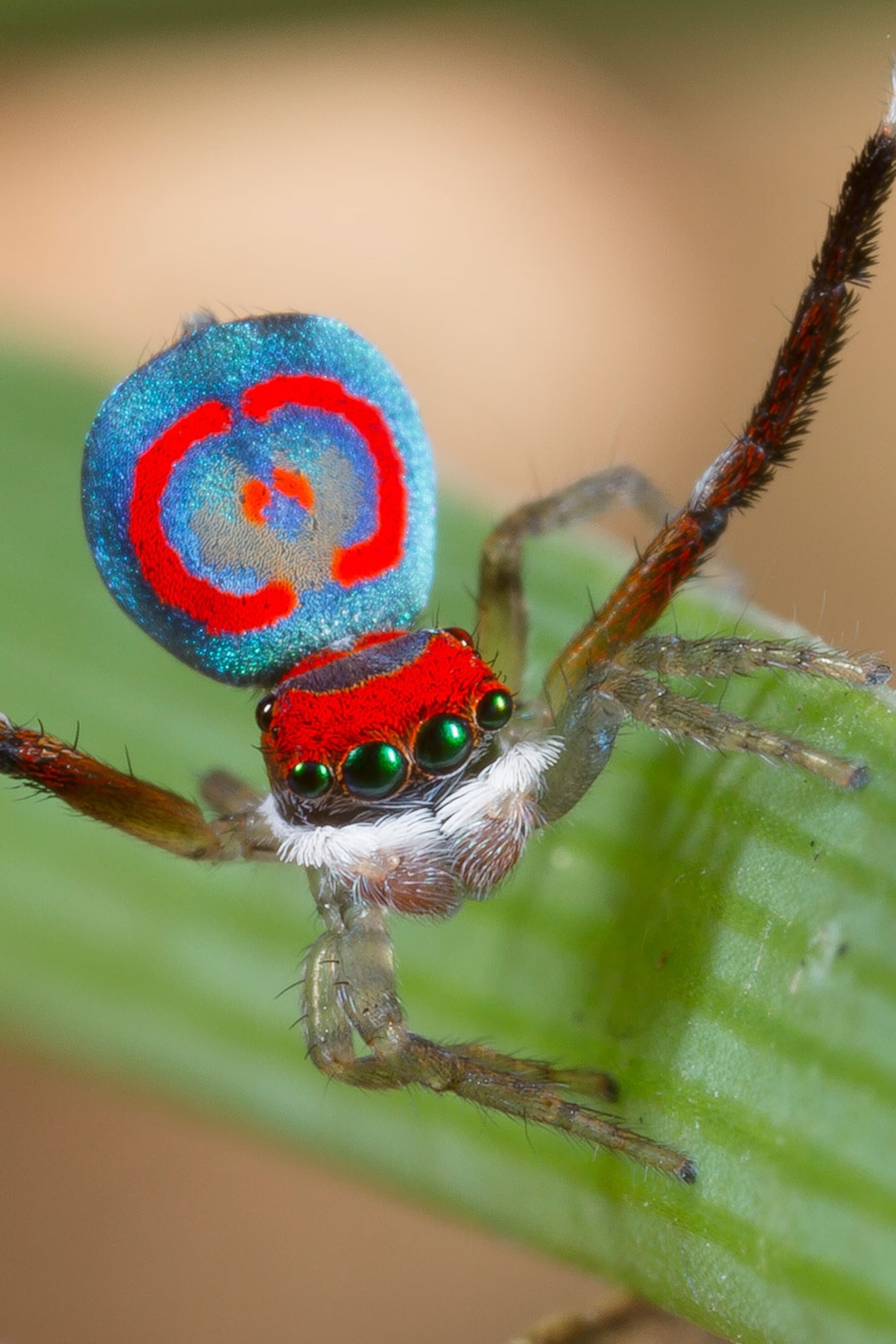 Why do peacock spiders have different coloured legs?