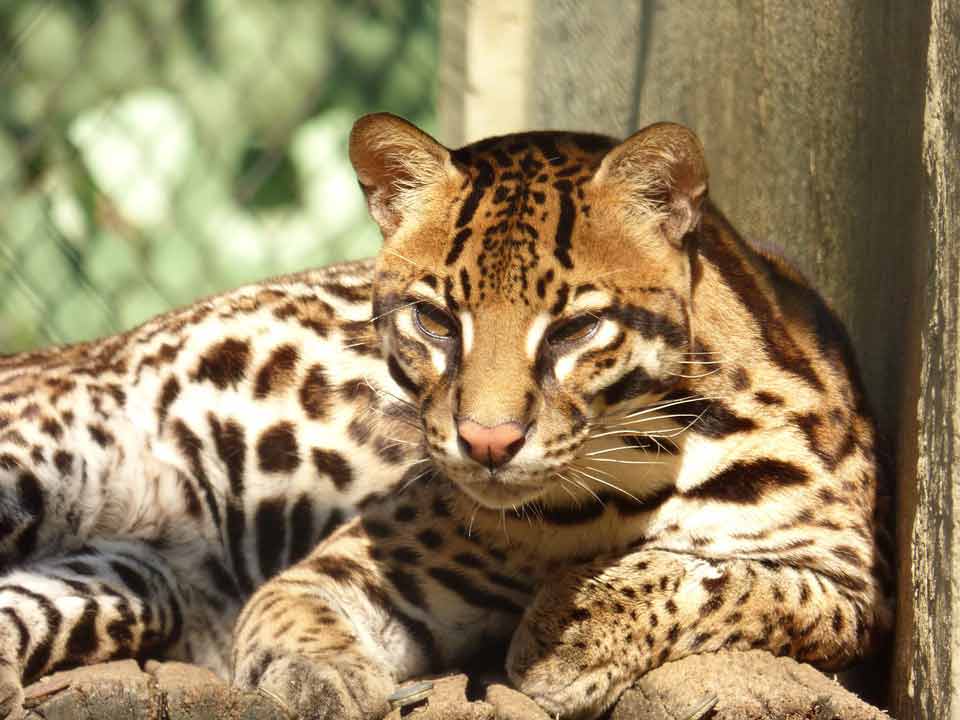 Why do people love ocelots?