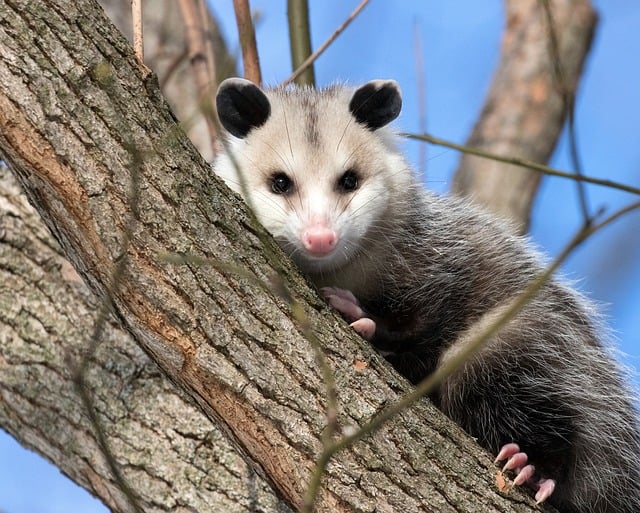 Why do possums only live 2 years?
