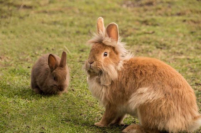 Why do Rabbits play with each other?