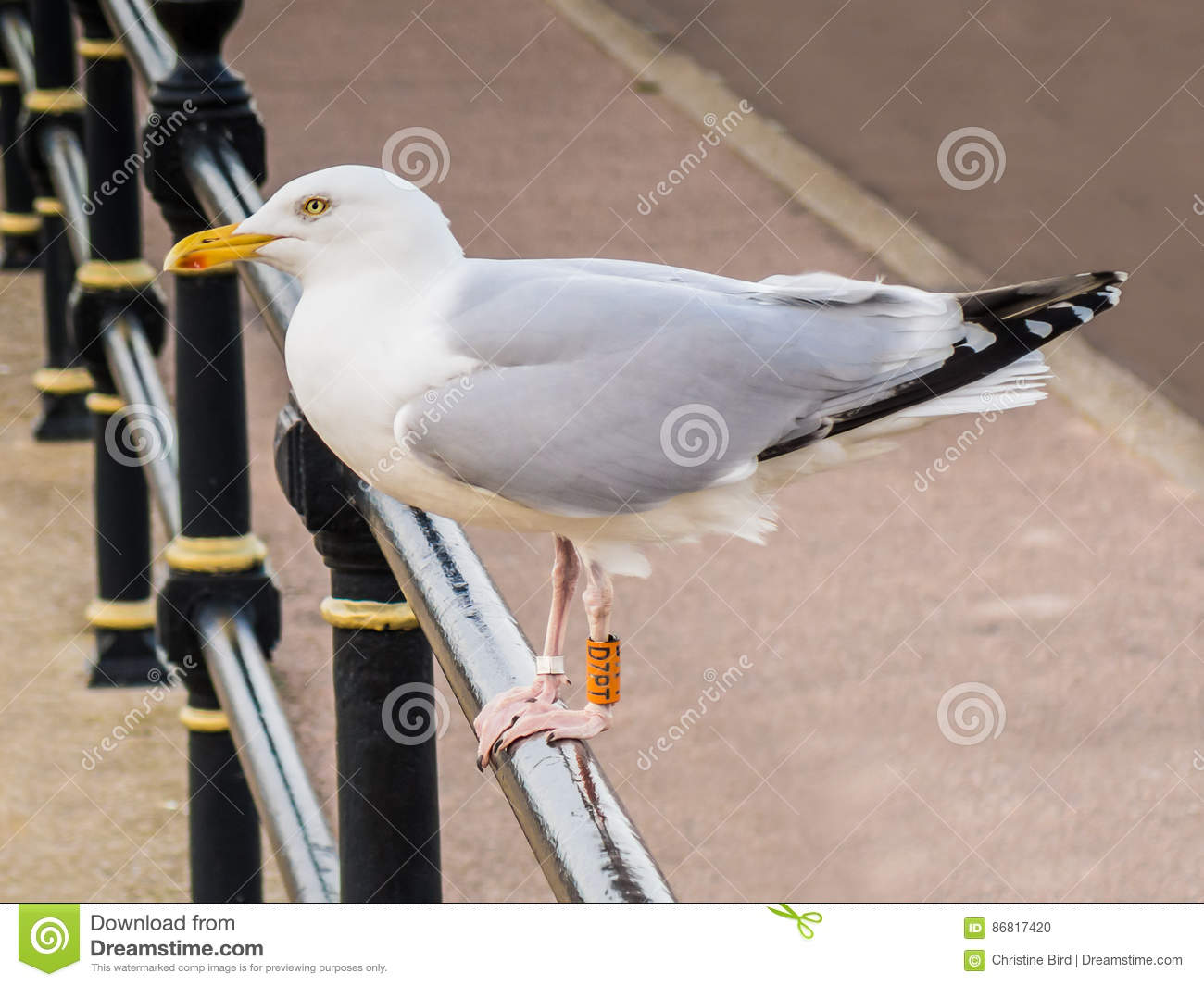 Why do seagulls have tags on their legs?