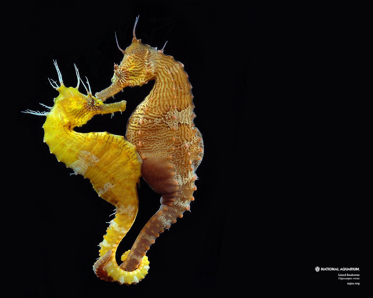 Why do seahorses dance with each other?