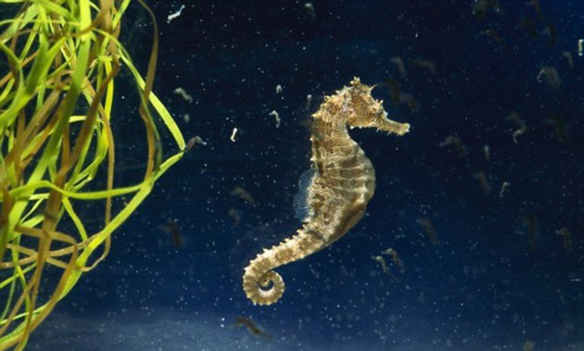 Why do seahorses move slowly?