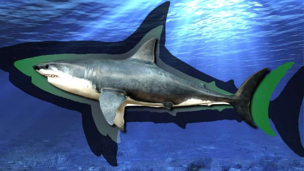 Why do Sharks Keep Growing even after they die?