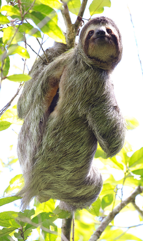 Why do sloths have a hole on their back?