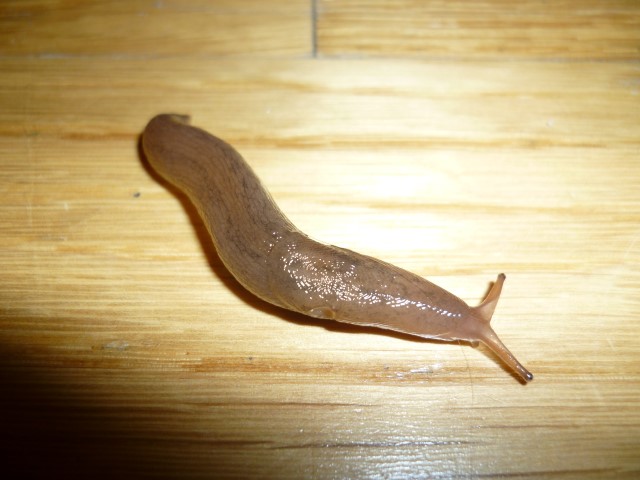 Why do slugs keep coming into my house?