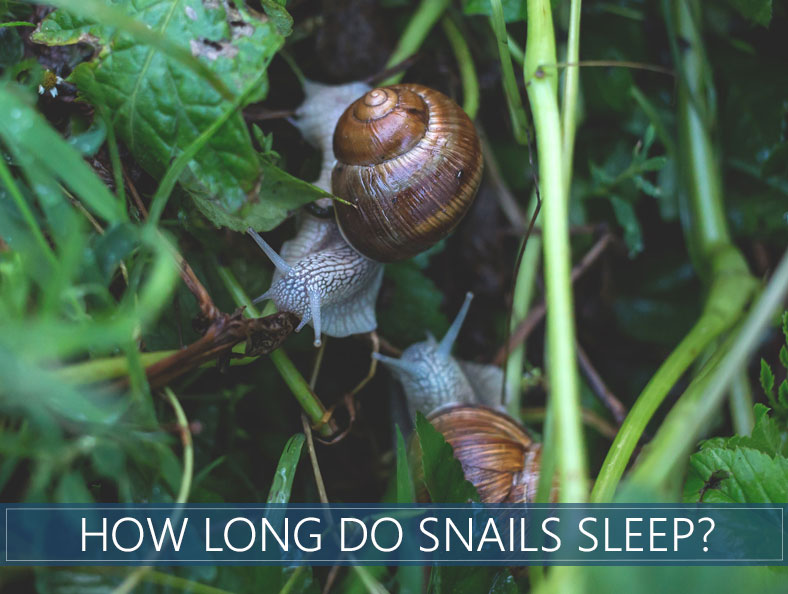 Why do snails eat at night?