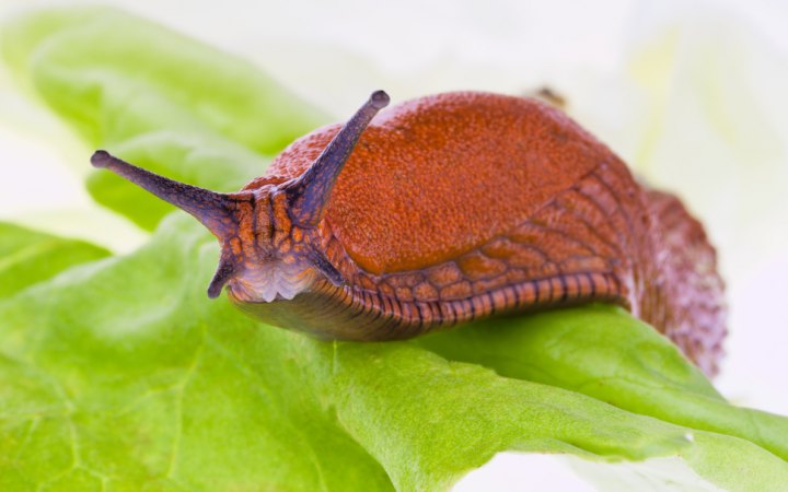 Why do snails have four noses?