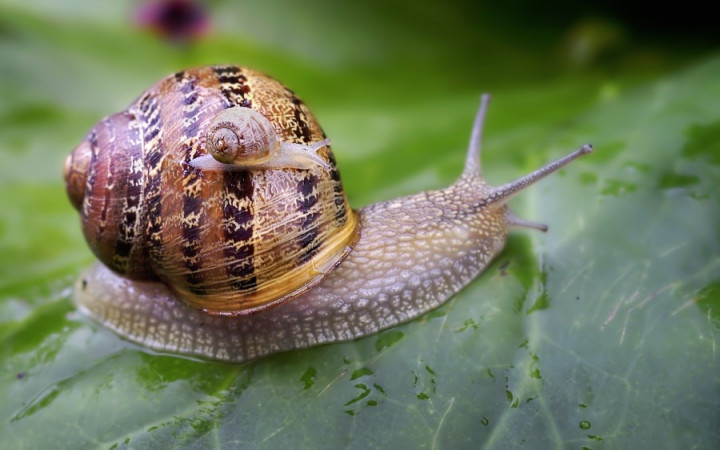 Why do snails have slime on them?