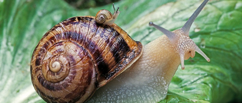 Why do snails have so many teeth?