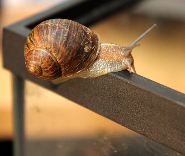 Why do snails move forward without mucus?