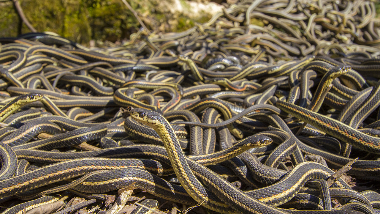 Why do snakes cluster together?