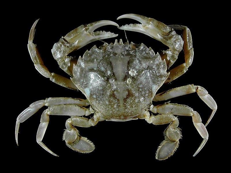 Why do some crabs have 6 legs and others have 8?