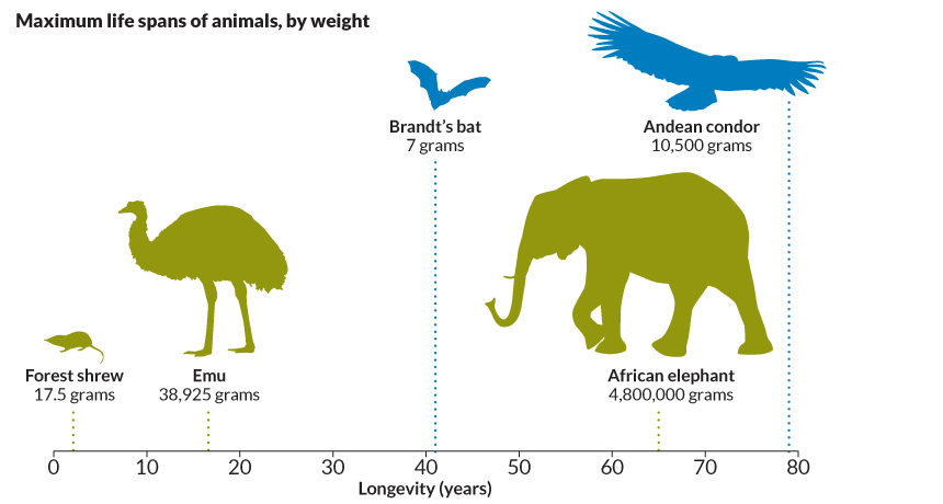 Why do some species live longer than other?