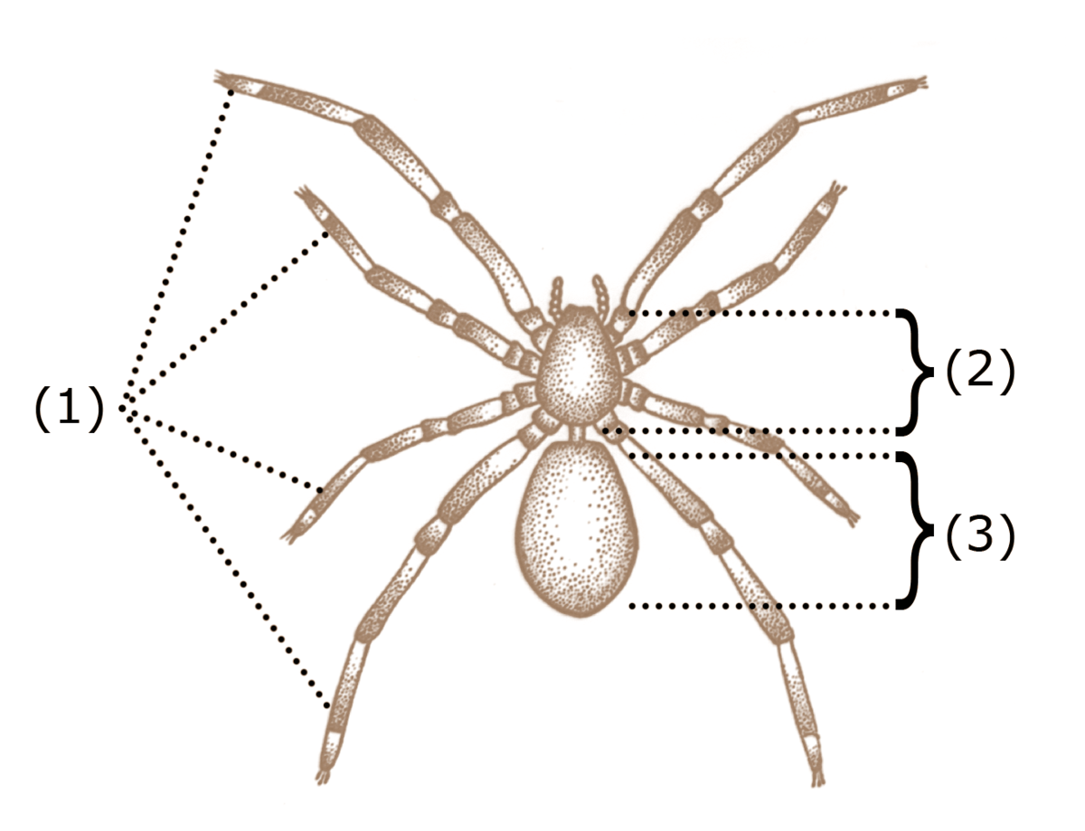 Why do some spiders only have two front legs?