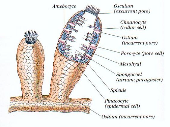 Why do sponges does not have a nervous system?