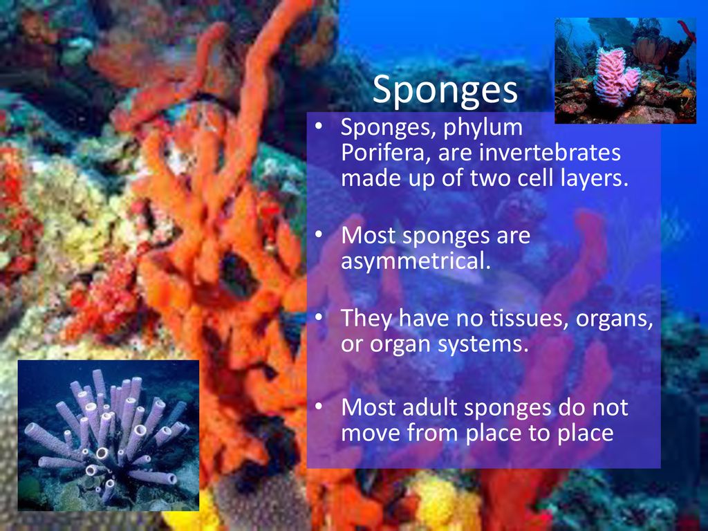 Why do sponges lack organs?