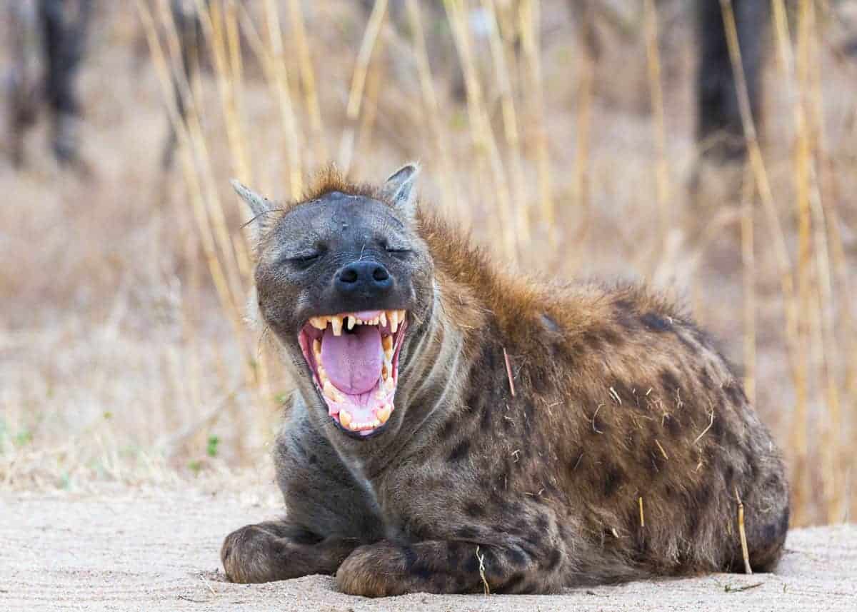 Why do spotted hyenas cackle?
