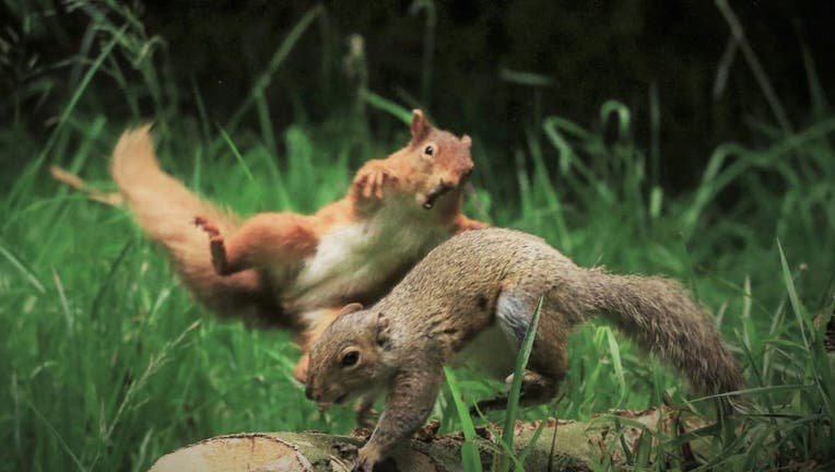Why do squirrels kill other squirrels?