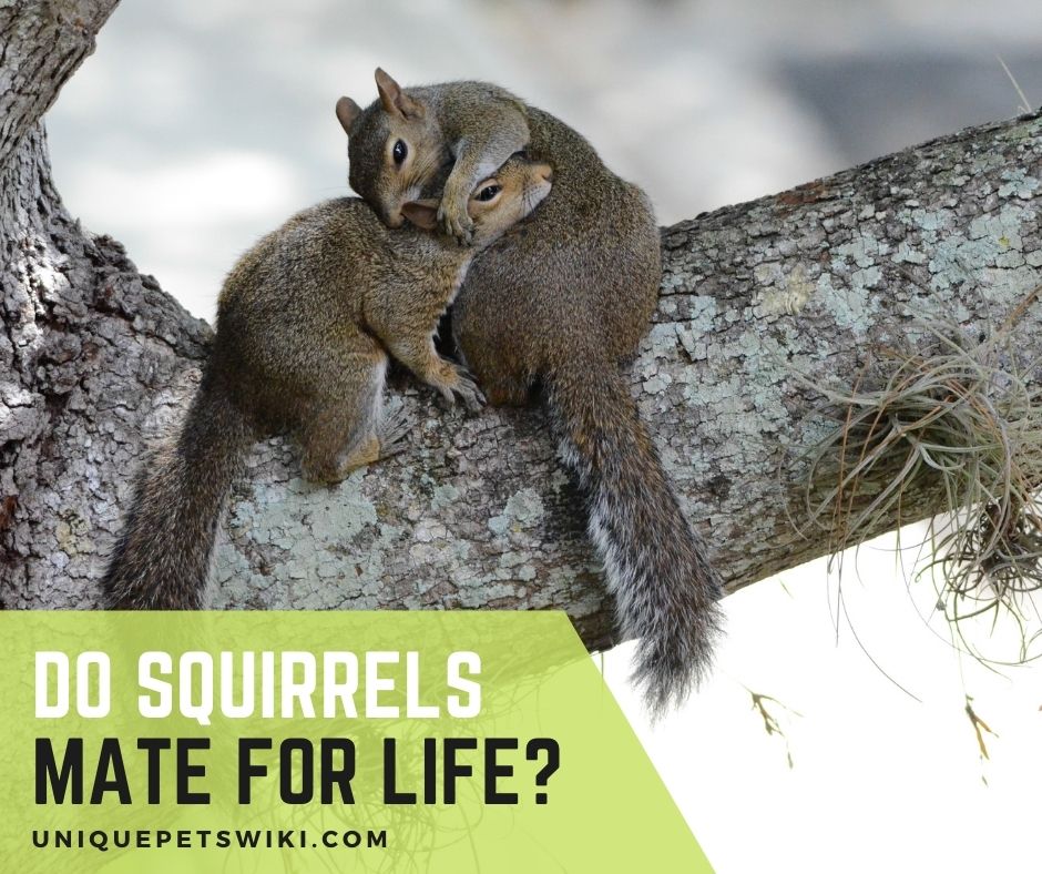 Why do squirrels stay together?