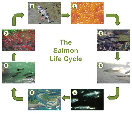 Why do the salmon fry hide in the dark yet when they grow to fingerling stage they shift to daylight activity?