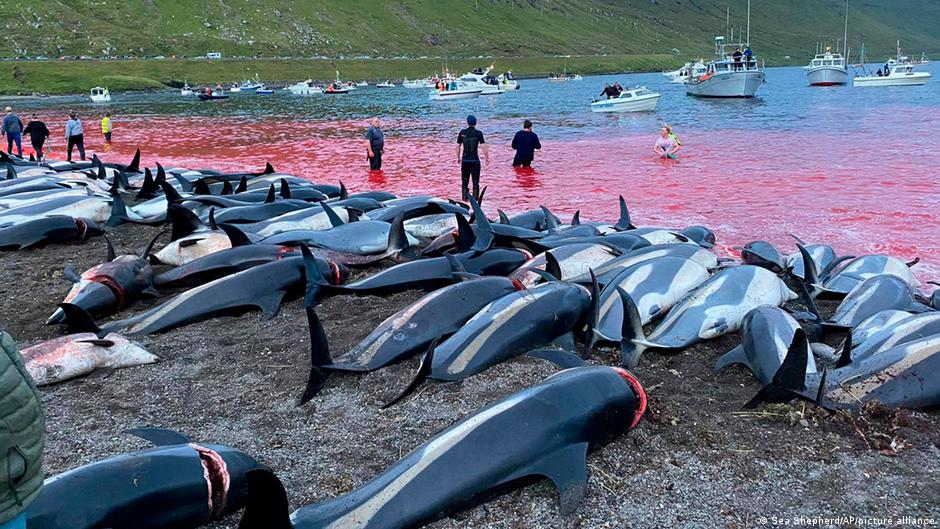 Why do they kill dolphins in Denmark?