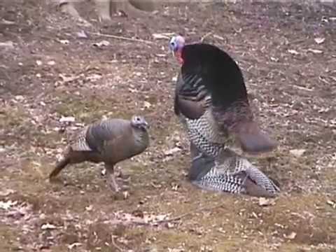 Why do turkeys stand on each other?