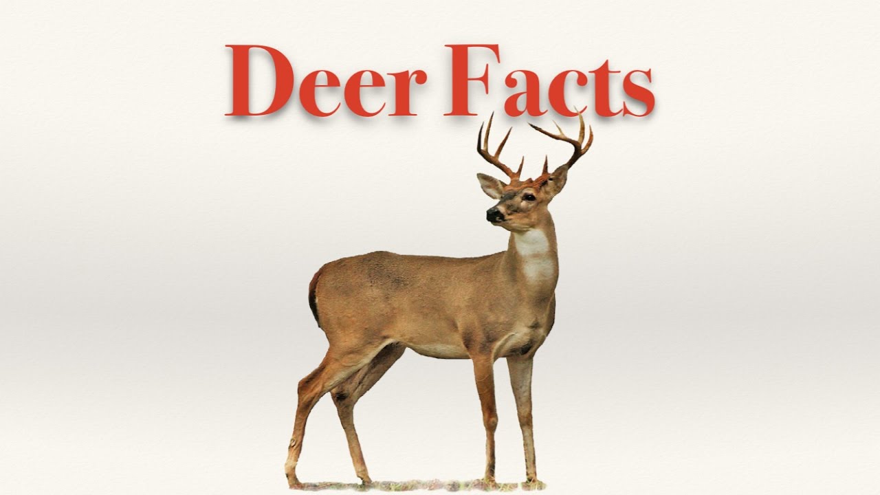 Why do we not say deers?