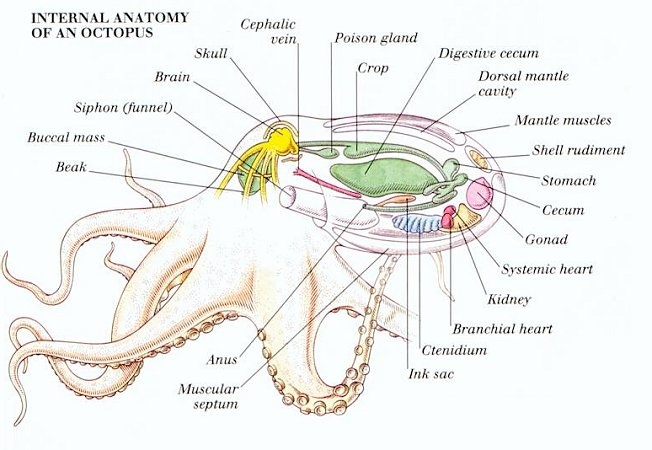 Why does an octopus have 9 brains?