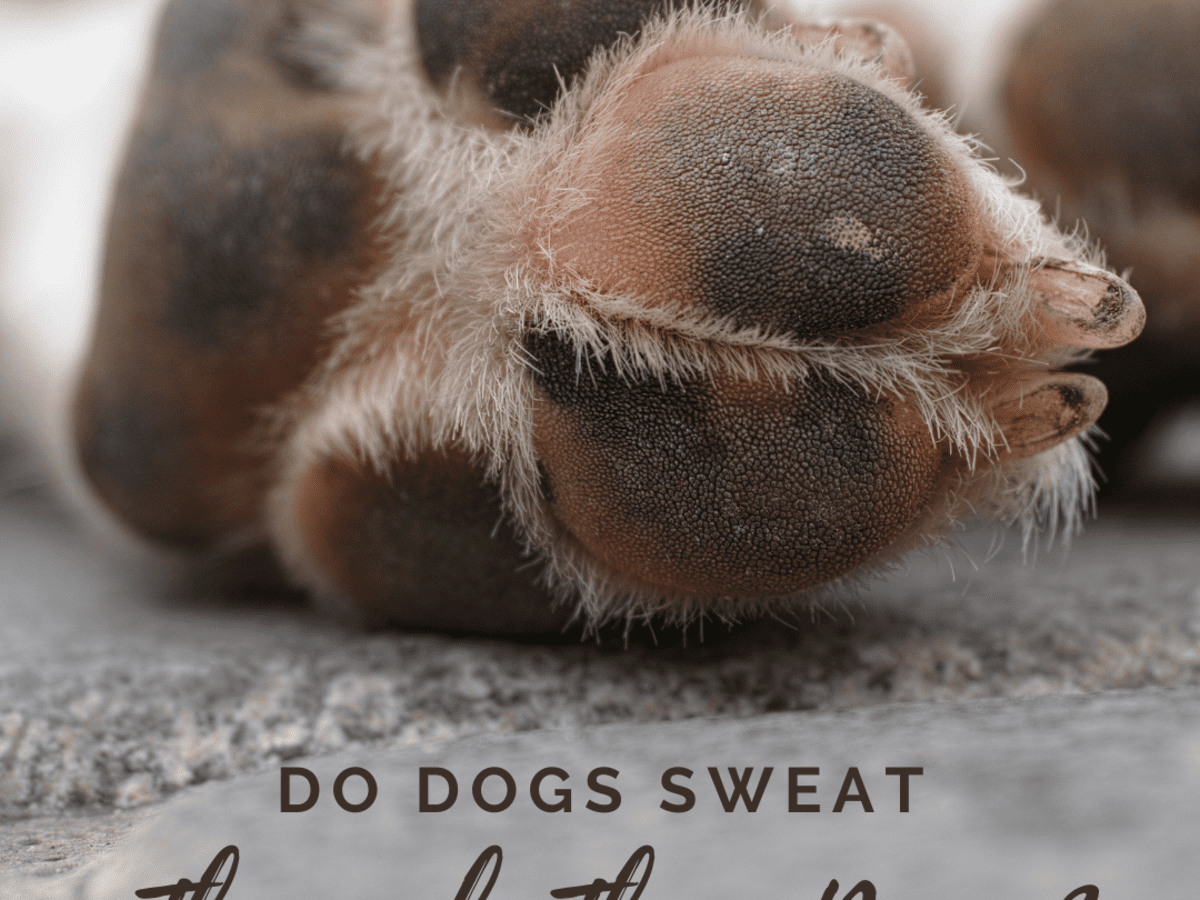 Why does my dogs skin feel sweaty?